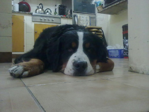 silvibarce's profile picture. 