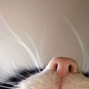 Giotaa Gom - @Penny_Schmidt - Twitter