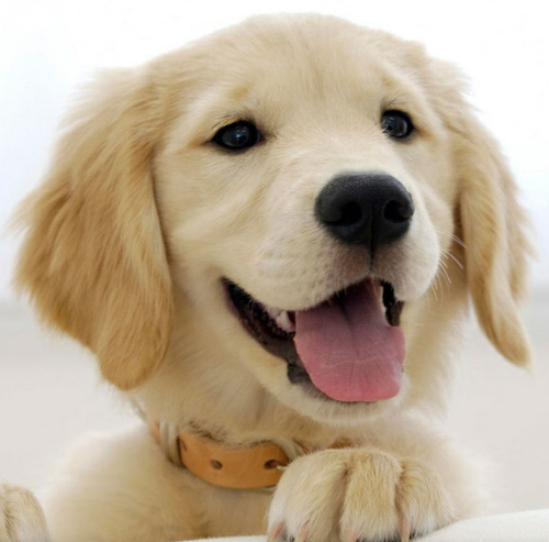 A Private Pet Concierge 

(305) 720-0344