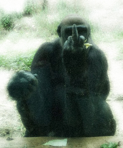 changomion's profile picture. 