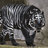 BlackTiger_28