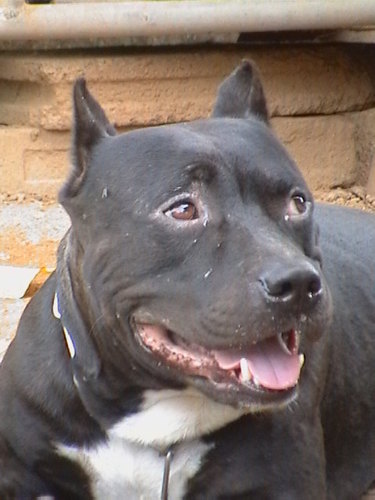 Pitmankop's profile picture. 