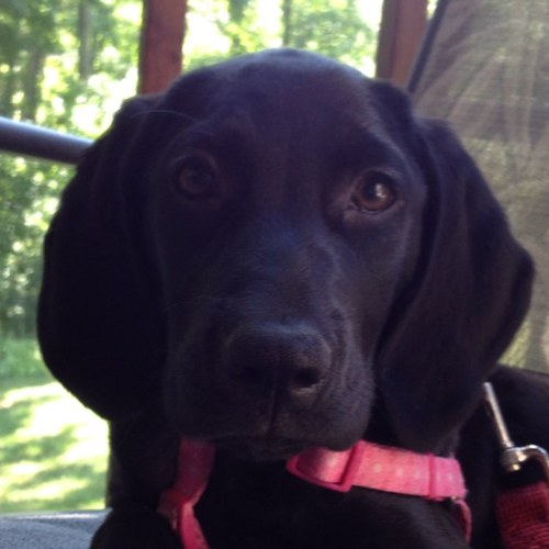 EllieTheLabPup's profile picture. Young pup looking to share my daily adventures!