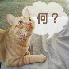 WEBサイトのデザインなどをやってます。
あと、猫が好き。