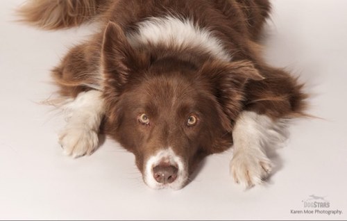 DogStarsAcademy's profile picture. Trainers Workshops - Supplier of Animals for TV and film projects - Star Acting classes for pets - Basic to Advanced obedience for dogs - also available!