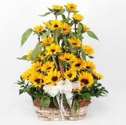 sunflower7497's profile picture. 아름답진 않지만 아름다워지려고 노력하는 사람, 사춘기 지나자 갱년기로 접어든 남자, 삶 사람 사랑이 그리운 영혼, 무색무취의 인간. 해바라기닷컴을 운영하고 있는 운영자. 꽃으로 세상이 밝아졌으면 하는 사람이구요 모두가 행복했으면 하고 바랍니다.