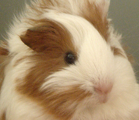 I am a joyful and curious Guinea Pig. I am tweeting about my everyday life.