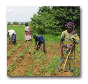 Tweeting about top fantasy Developing World Food stories