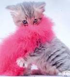 IL_Anonymous2's profile picture. 