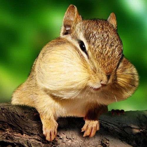 soccergeek2002's profile picture. i play soccer, basketball, softball, swimteam, tennis. i love animals