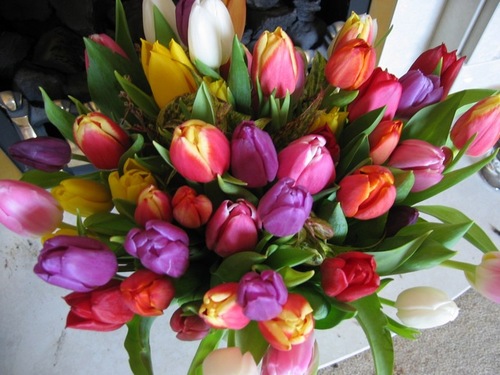 On our website you will find an impressive range of Tulips, Daffodils, Hyacinths, Crocus, Lilium, Snowdrops, Blue Bells, Dahlias and more Tweets are by me KAREN