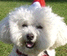 boomerpayne's profile picture. I'm a cute bichon dog! I love everyone!
