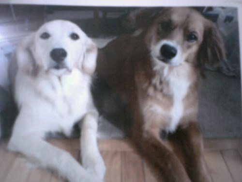 abbysmom2006's profile picture. 