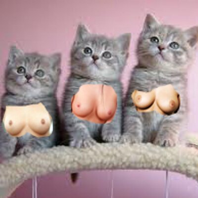 Titties and kitties
