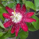 Annie Eddy - @TheSimpleCow - Twitter