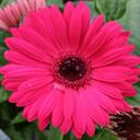 Daisy Lawrence - @DaisyDanceQueen - Twitter