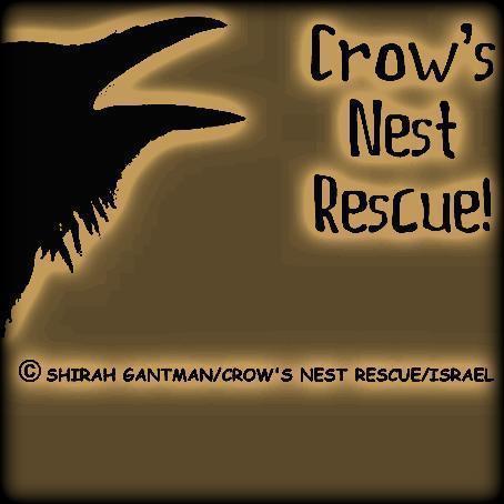 Crow Lady blessed by G-d! Vet. Tech. Jerusalem Zoo clinic. Runs Crow's Nest Rescue! Disabled retired musician. ♡s Music (Bowie! 😉⚡), Photography, & Astronomy