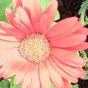 lily hendricks - @lilyksoccer11 - Twitter