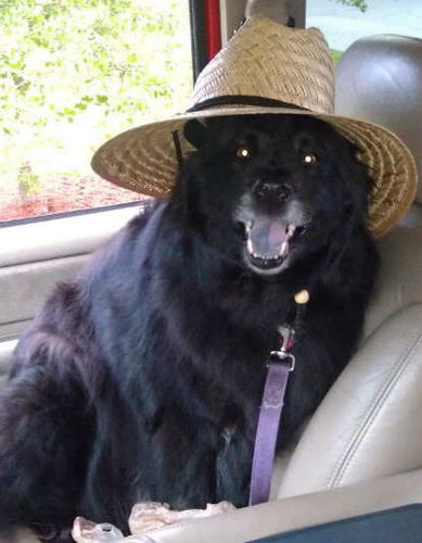Cat lover, long walks on the beach and really stinky anything.