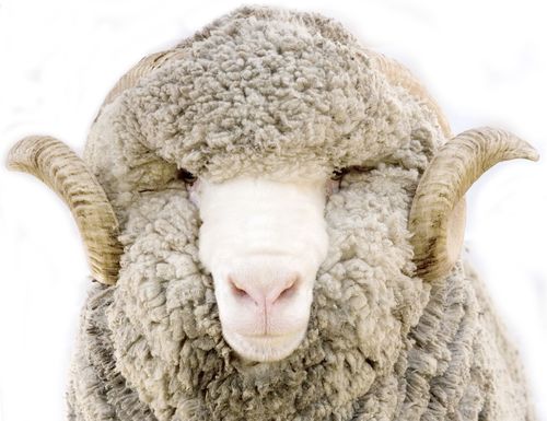 Raising consumer awareness of wool. We promote the unique performance attributes of wool into consumer markets.
