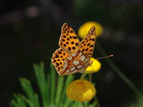 Flora & Fauna , Film & Foto , Recording butterflies since 2002