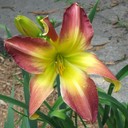 Gail Humphrey - @glasslady158 - Twitter