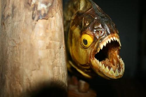 I'm like one totally awesome Piranha. I mean -  just look at me, I rule!