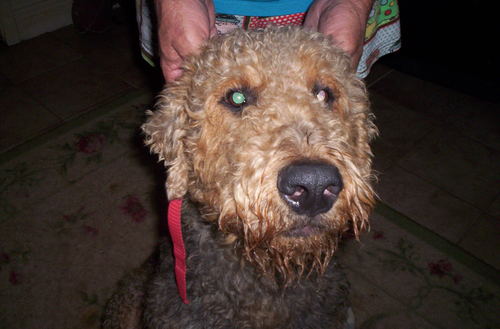 Airedale lover and Netherlands supporter, GO DUTCH!