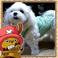 シルビー(旧名: サラ) (@pnishwin) Twitter profile photo