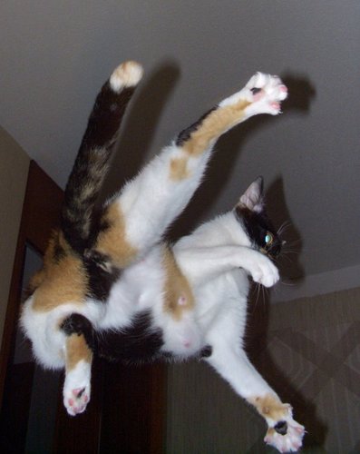 MiezeKaterchen's profile picture. 🏳️‍🌈
🏘️ | 🇪🇺🇩🇪
💻 | @debian-#Linux | #IRC
💑 | Dauer-#Single (30.10.2010)
🫶 | will lieben, aber auch gefunden und geliebt werden 😿