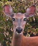 I'm am an open mind, open book, open soul. I am Red Deer Runs in Darkness.
You can now follow me on facebook at http://t.co/rS6gkIah