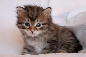 MEOW ((@CG_Karkles's cat))