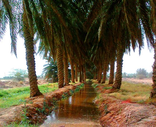 أحب راس مالي (أمي وأبوي).خواطري تنتهي ب $.