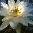 Joan Stanley-Baker - @Gaeapanda - Twitter