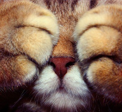 maxime_tz's profile picture. (Eternal) Ethical Hacking Trainee, hunting infosec news.