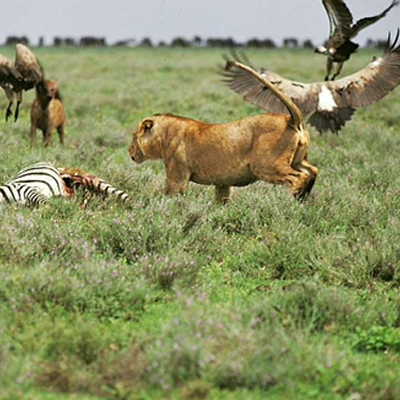 AnimalSciConf's profile picture. OMICS Group welcomes you to the 2nd International Conference on Animal & Dairy Sciences, September 29- Oct 01, 2014, Townsville, Australia.