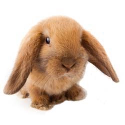 Hoppington Post Rabbit News publishes information about pet rabbits.