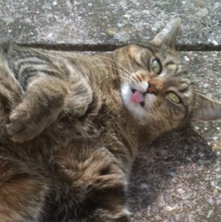 Im abit of a retarded feline..my interests include: licking windows, eating flies AND NOMMING YOUR FACE.