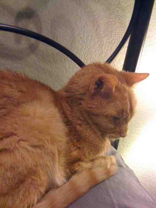 mustardy's profile picture. An orange liberal cat out to experience life in conservative Texas.