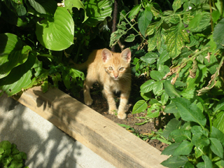 Gamer y aficionado a los animes en general. Nintendero y One Piecero en particular. Me encanta mi gato del pueblo y la fotografía. Pianista novato nv 1.