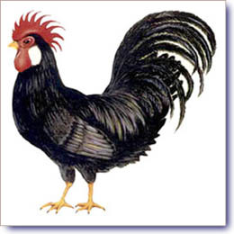 LuvaBbw's profile picture. Love your curves, I do!! 
Okay so I follow a lot of 18+Only NSFW Models but hey, I'M A MAN I like to look at naked beautiful women! 
Profile pic is my bbc.