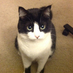 Bucky Kat (@thecattweeting) Twitter profile photo