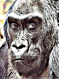 Loyal, trustworthy, brave, clean, housebroken. Writer, editor, PR/marketing whiz, humorist, puppet guy, etc. Especially etc.