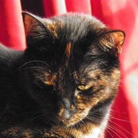 Mandy Hopkins (@mandyinealing) 's Twitter Profile Photo