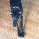 Renee Funk - @greyhoundmom13 - Twitter