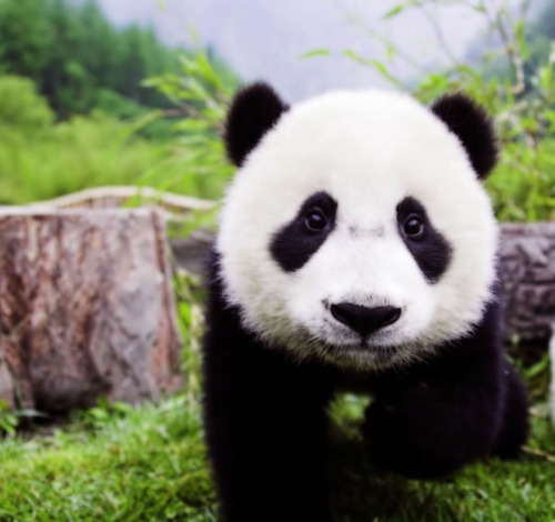 Greenbriar West PTA Profile