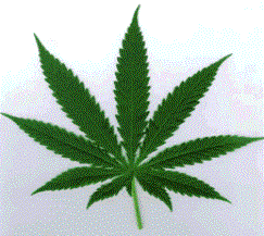 I Love Marijuana (:
