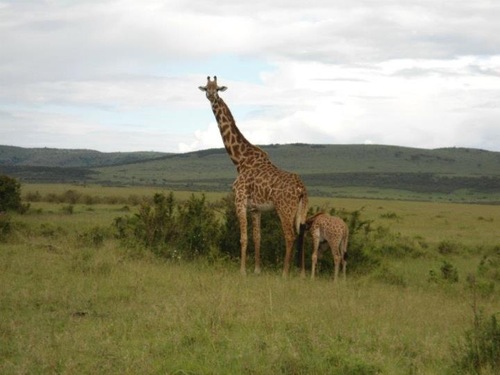 Experience East African in a great way.
Geo Africa Toura & Safaris is a TOUR OPERATION and AGENT company that help you plan your trip to Africa.