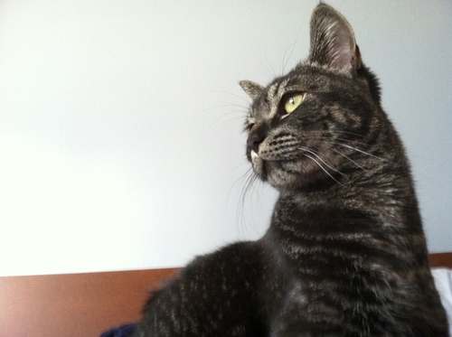 PotentForms's profile picture. Potent forms of enchantment - Ms. Watts's IBL class twitter. Education. Conversation. Inspiration.