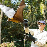 Vet & disease ecologist @ecohealthnyc. I study zoonotic viruses that jump from wildlife into people & livestock. #Bats #Nipah #Ebola #SARS #SARS_CoV_2. #Scicomm